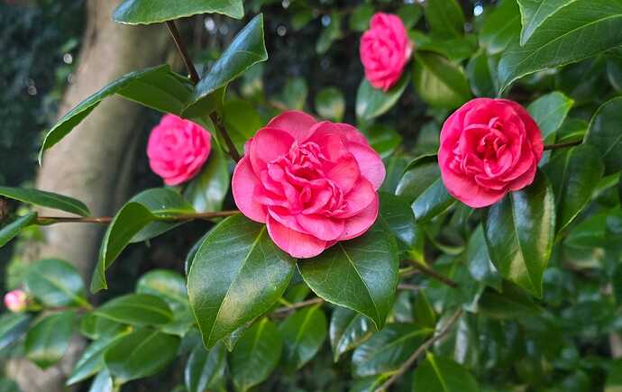 Camellia flowering pink